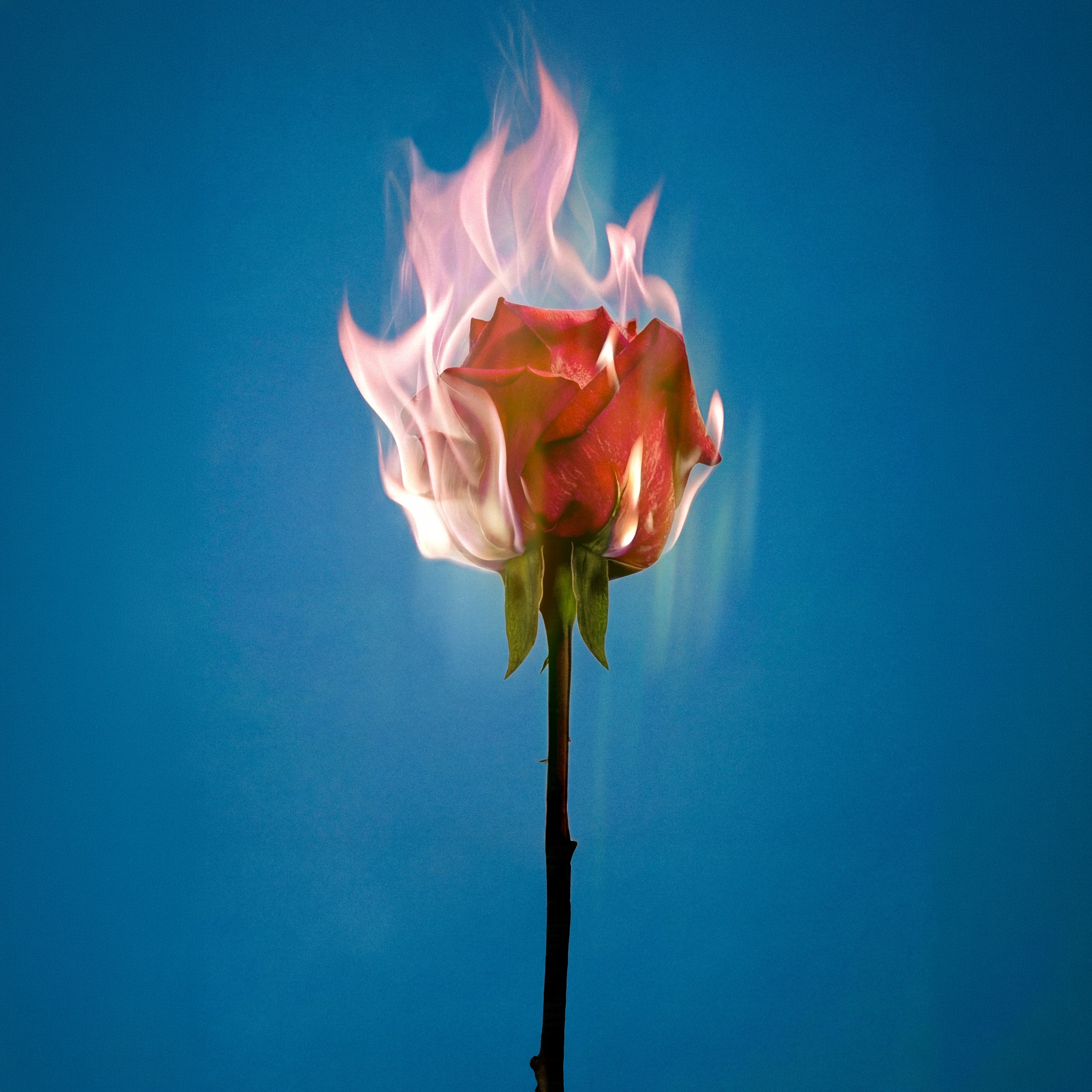Rose Ember Eau de Parfum 60ml - Image 4